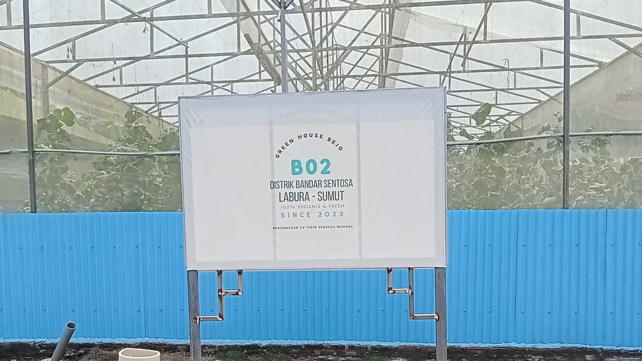 Tanpa Dukungan Pemerintah , Petani Di Labura Sukses Budidayakan Melon Premium 2 Petani