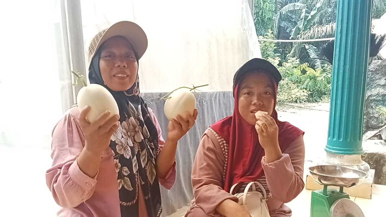 Tanpa Dukungan Pemerintah , Petani Di Labura Sukses Budidayakan Melon Premium 1 Petani