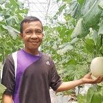 Tanpa Dukungan Pemerintah , Petani Di Labura Sukses Budidayakan Melon Premium