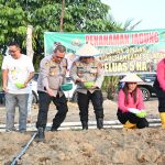 H.Edimin beserta Kapolres Labusel Lakukan Penanaman Jagung di Lahan Binaan Polres Labusel