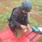 Brimob Sumut Amankan Mortir Militer di Tapanuli Selatan, Disposal Berjalan Lancar