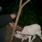 Peduli Kesehatan Ternak, Mantri Hewan Deddy’s Harahap Suntikkan Vitamin Kompleks Untuk Peternak Labusel
