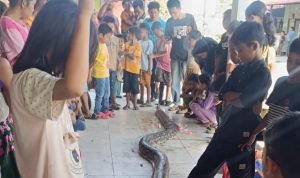 Warga Dusun Bakti Padang Rei Tangkap Ular Piton Sepanjang 8 Meter yang Resahkan Warga IMG 20251120 171132