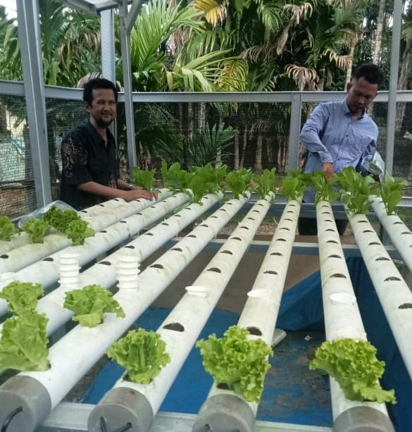 Program Hidroponik Desa S-5 Dorong Kemandirian Pangan Warga 1 Desa S-5