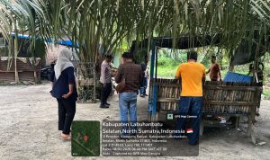 Gerebek Sarang Narkoba di Perkebunan Tolan, Polsek Kampung Rakyat Utamakan Pencegahan dan Edukasi