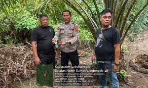 Polsek Kampung Rakyat Grebek Sarang Narkoba di Perlabian Dalam, Bandar Kocar Kacir IMG 20260302 WA0012