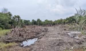Diduga Buka Lahan di Hutan Lindung Nenasiam, Empat Ekskavator Terpantau Beroperasi Hutan