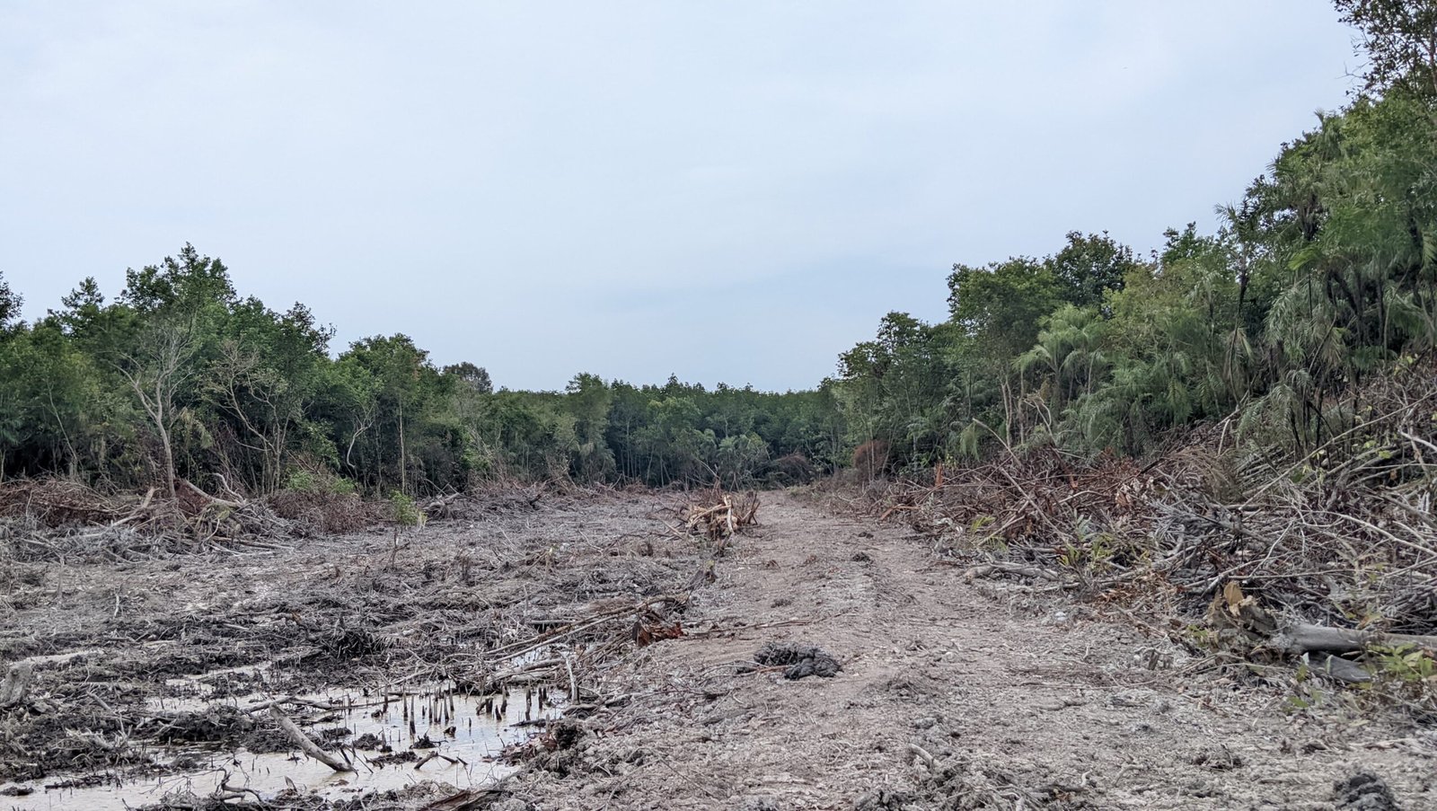Diduga Buka Lahan di Hutan Lindung Nenasiam, Empat Ekskavator Terpantau Beroperasi 1 Hutan