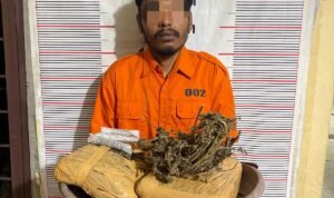 Polsek Bahorok Gagalkan Peredaran 2 Kilogram Ganja di Bukit Lawang, Satu Warga Bahorok Diamankan Polsek Bahorok