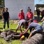 DPC PDI Perjuangan Langkat Sembelih 2 Ekor Lembu Kurban, Perkuat Solidaritas Antar Kader