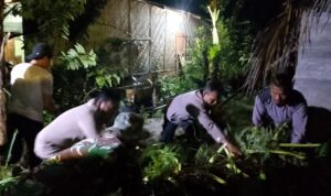 Satu Unit Rumah Mengalami Kerusakan Berat Terimpa Pohon Kelapa Sawit Dampak Angin Kencang Di Langkat